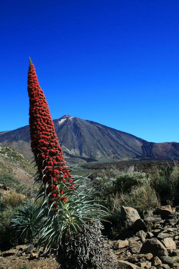 Apt El Perenquen Santa Cruz de Tenerife Bagian luar foto